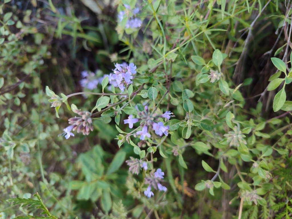 Ziziphora clinopodioides; photograph (c) Timofey GK, some rights reserved (CC BY)