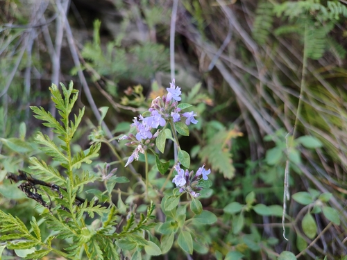 Ziziphora clinopodioides, photograph 3