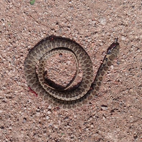 Horseshoe Whip Snake