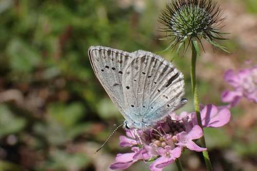 Meleager's Blue