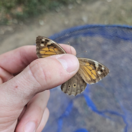 Lattice brown