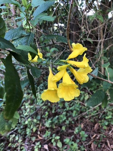 Tecoma stans image