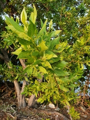 Combretaceae