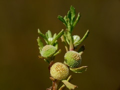 Centipeda cunninghamii