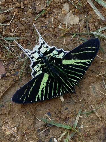 Green-banded Urania