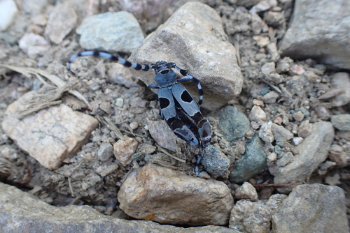 Alpine longhorn Rosalia