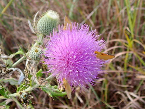 Prairie Arogos Skipper