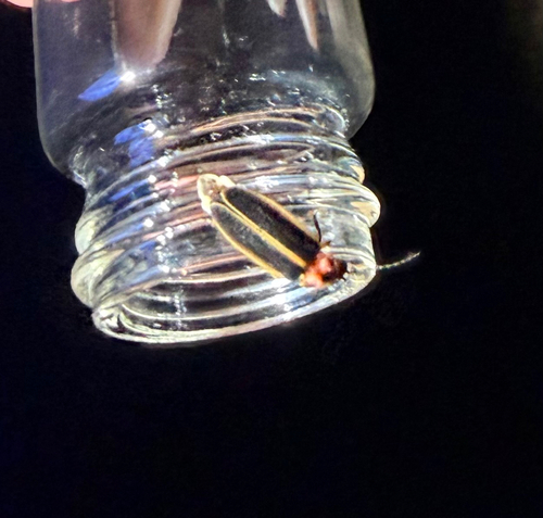 Common Eastern Firefly