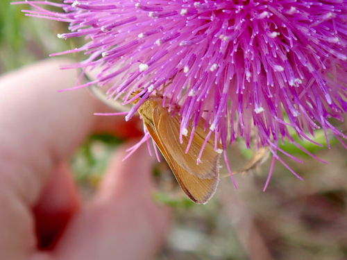 Prairie Arogos Skipper