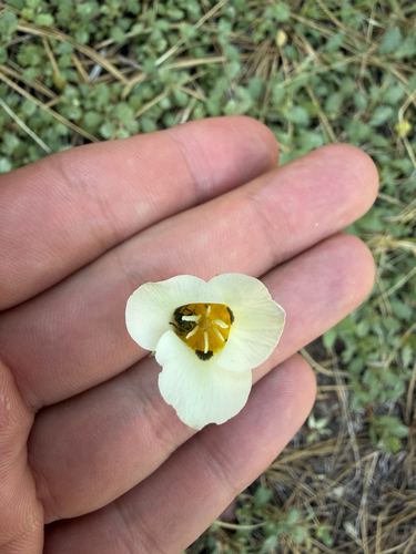 iNaturalist observation photo of Leichtlin's Mariposa Lily