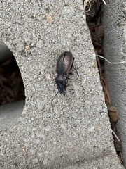 Carabus nemoralis