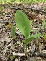 Convallaria pseudomajalis