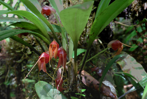 Masdevallia corniculata, photograph 1