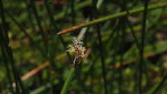 Eleocharis macrostachya