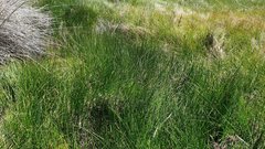 Eleocharis macrostachya