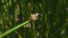 Eleocharis macrostachya