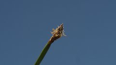 Eleocharis macrostachya