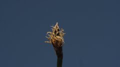 Eleocharis macrostachya