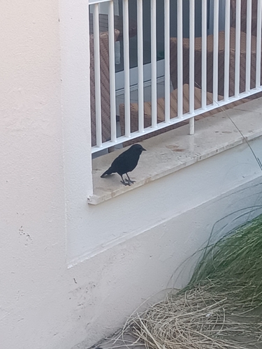 Chopí Blackbird