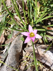Romulea rosea australis