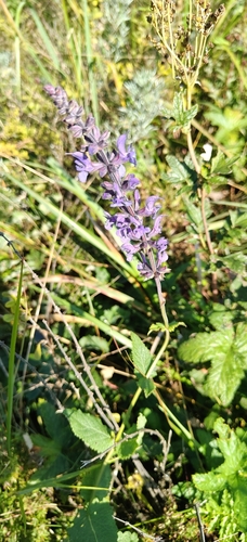 Salvia dumetorum, photograph 4
