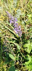 Salvia dumetorum, photograph (c) Полина Полежанкина, some rights reserved (CC BY)