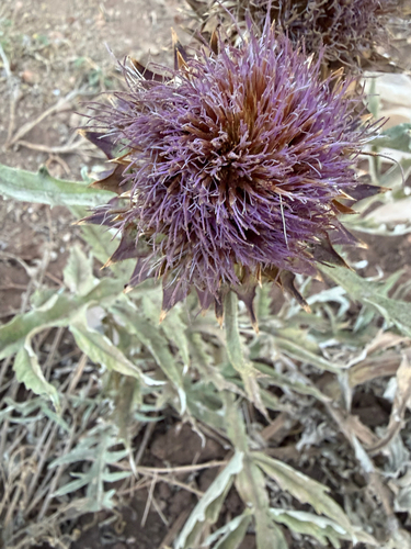 Artichoke Thistle