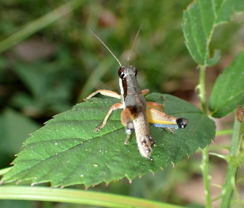 Melanoplus tribulus photo 4