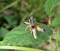 Melanoplus nossi