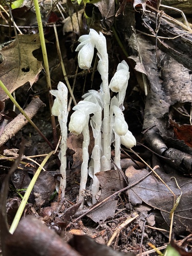Ghost Pipe