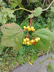Viburnum trilobum, photograph Tom Norton, CC BY, iNaturalist via GBIF