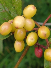 Viburnum trilobum, photograph Tom Norton, CC BY, iNaturalist via GBIF