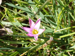 Romulea rosea australis