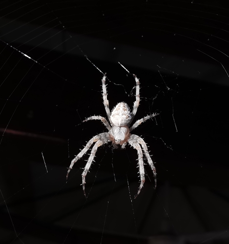 Cross Orbweaver