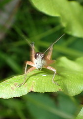 Melanoplus nossi