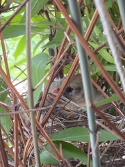 Cardinalis cardinalis