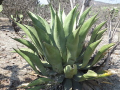 Agave scaposa
