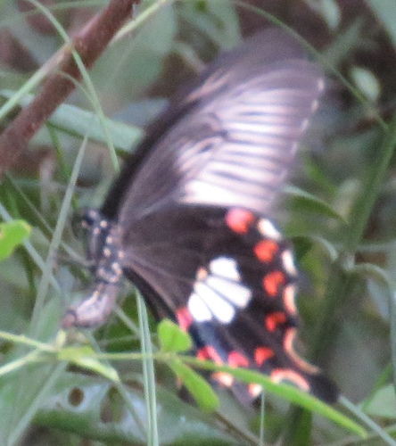 Common Mormon Swallowtail