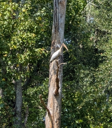 Wood Stork