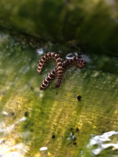 Greenhouse Millipede