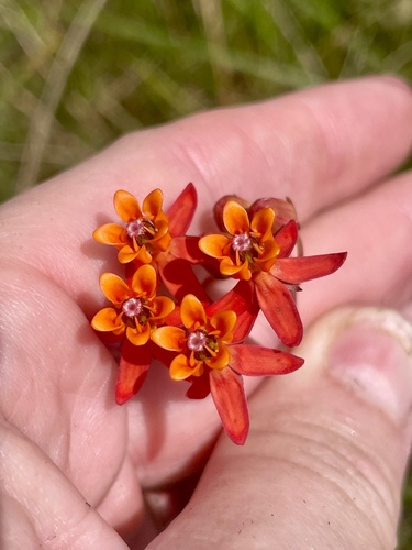 Asclepias lanceolata, photograph 5