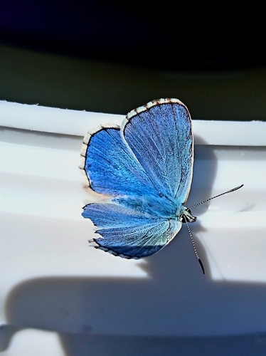 Adonis Blue