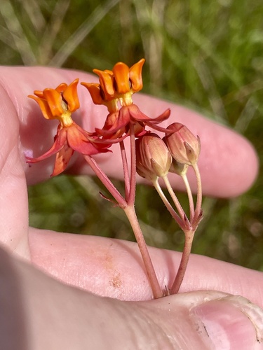 Asclepias lanceolata, photograph 6