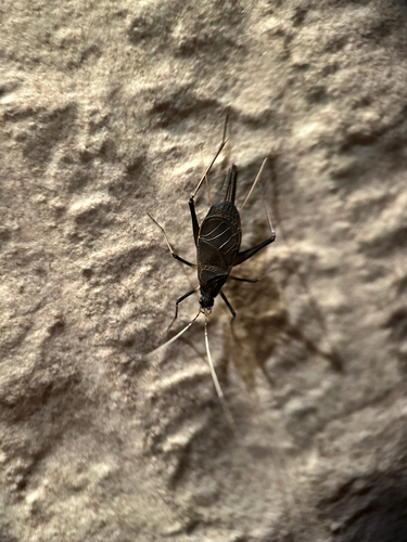 Asian Bell Cricket