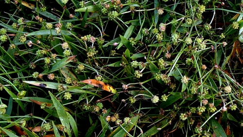 Baldellia ranunculoides, photograph 2