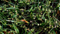 Baldellia ranunculoides, photograph author not stated, no rights reserved