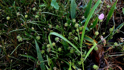 Baldellia ranunculoides