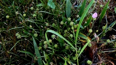 Baldellia ranunculoides