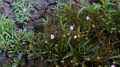 Baldellia ranunculoides, photograph author not stated, no rights reserved