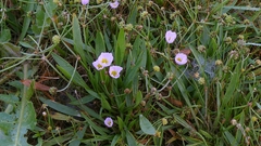 Baldellia ranunculoides, photograph author not stated, no rights reserved